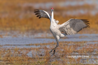 Crane;Flying-Bird;Grus-canadensis;Photography;Sandhill-Crane;action;active;aloft